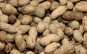 花生之亂延燒！雲林議員號召200農民陳情 農糧署回應了