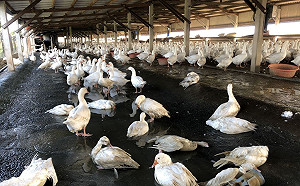 嘉義縣種鵝感染禽流感！共撲殺1862隻