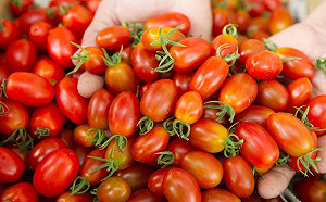 是蔬菜還是水果？入菜、生吃都美味的常見番茄品種一次看