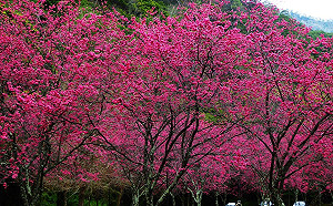 奧萬大賞櫻、知本看朱鸝！森林遊樂區春節不打烊