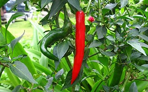 冬天無辣不歡！台灣常見4種辣椒你愛哪一味