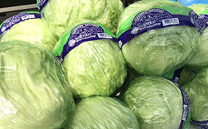 突破長途運輸限制！台灣萵苣成功外銷沙烏地阿拉伯