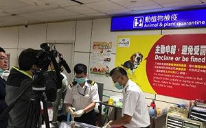 沙漠飛蝗逼近中國！防檢局：入侵台灣機率不大