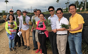外銷大突破！台灣鳳梨獲澳大利亞同意輸入