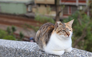 武漢肺炎》喵星人也會感染？防檢局：尚無證據能傳播