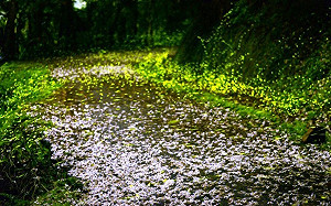 季節限定不能錯過！這4個地方賞桐追螢一次滿足