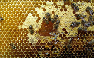 食藥署被糾正稱蜂蜜標示比照日本規定 監察院：氣候不同實有不妥!