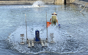養蝦場確診「十足目虹彩病」！宜蘭防疫所採移動管制全力防堵