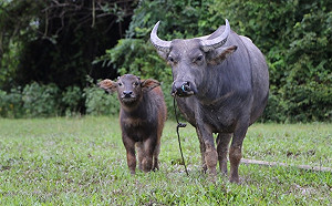 金門牛結節疹疫情擴大！疑似病牛增至50隻