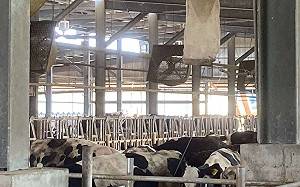 歐盟捐1萬劑牛結節疹疫苗助防疫！農委會：預計週三抵台