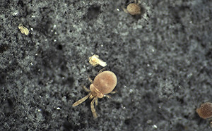 踏青注意！近4週恙蟲病達60例  花東地區就佔34例