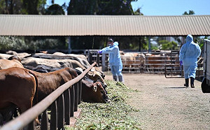 金門牛結節疹疫苗開打！注射率已超過8成