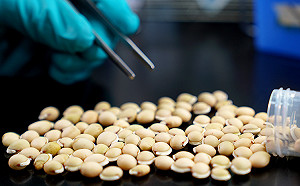 中研院抗疫新進展！白扁豆萃取蛋白可防新冠病毒入侵