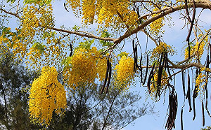 阿勃勒果實恐傷肝！食藥署擬明年全面禁用