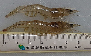 十足目虹彩病毒可傳人？畜衛所：科學上不可能