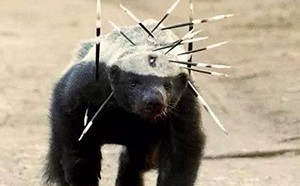 台海情勢升溫 黃創夏形容：中國像蜜獾不是戰狼