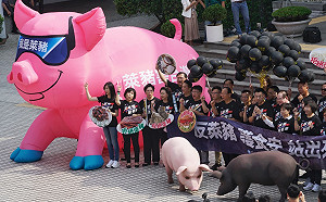 現場直擊》國民黨抬3頭道具豬反萊豬 呼籲全民週日走上街頭反萊豬
