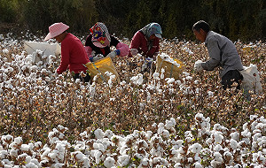 UNIQLO表態不使用新疆棉 中共官媒籲冷眼靜觀