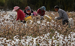 UNIQLO表態不使用新疆棉 中共官媒籲冷眼靜觀