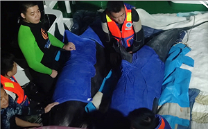 中國沿海12隻瓜頭鯨擱淺7頭被救回 放生卻又造成2死亡