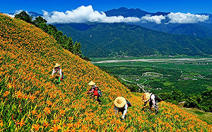 花蓮金針花季開幕活動取消!山區人流管制:最多2千人