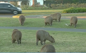 （影）卡哇伊！水豚大軍亂逛阿根廷富人區 生物專家 : 居民才是「入侵者」