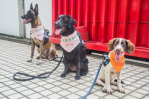 超萌反毒大使吸睛！毒防局攜手緝毒犬投入宣導任務