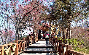 每日上線500人！藤枝國家公園12/31重新入園 門票半價優惠