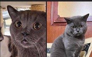 懸賞50萬！「嘉義藍貓」今回家 網友卻哀傷了