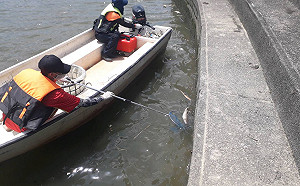 連日高溫魚也受不了！淡水河大量烏仔魚暴斃