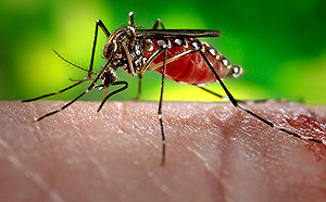 不只BA.5疫情升溫！重症醫示警：登革熱疫情將爆發