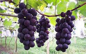 九月下旬豪雨成災... 農損達2,176萬元、巨峰葡萄佔近500萬最高