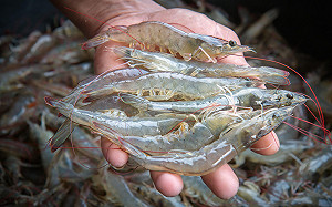 宏都拉斯喊「復交台灣」！白蝦產業崩盤　 在野候選人拋政見反制中國失信 