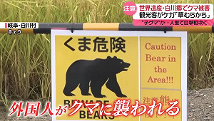 劉黎兒觀點》今年的熊出沒不是開玩笑的！有8萬隻熊的日本造成災害 紅葉觀光不能不小心