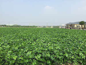 種太多反招蟲害減產  紅豆播種量有訣竅