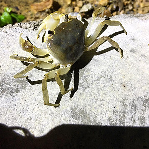 墾丁「陸蟹過馬路」登場  香蕉灣交管三天護母蟹產卵