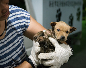 消防隊放輕鬆  新北動物救援移歸動保處