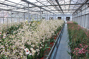 育花有新招！台首見研究員＋消費者共育新品種