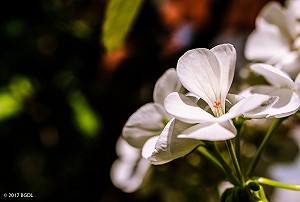 東北風增強午後有FU 東半部、北部轉雨