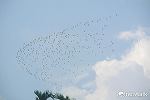 連假何處去？ 水保局力推大阿里山茶原鄉