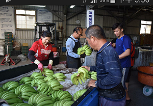 香蕉賤價  高市發動多管道促銷搶救
