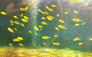 微塑膠竟是「隱形」生態殺手！海生館：已動搖海洋食物鏈