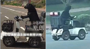 邊「開車」邊狂吠! 黑色拉不拉多獨自上路 主人 : 僅訓練1個月