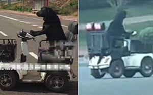 邊「開車」邊狂吠! 黑色拉不拉多獨自上路 主人 : 僅訓練1個月