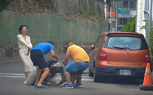 比特犬又出事！愛犬突遭撲咬10公分撕裂傷  動保所：最高可罰15萬