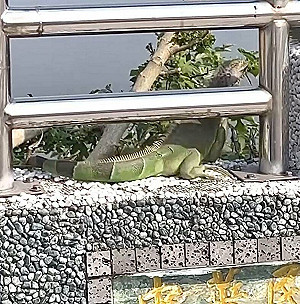 綠鬣蜥入侵中台灣？台中議員驚呼「已捕256隻」農業局說話了