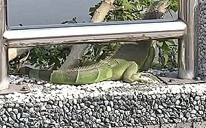 綠鬣蜥入侵中台灣？台中議員驚呼「已捕256隻」農業局說話了