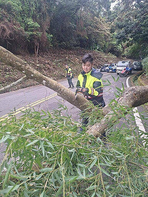 共伴效應強風陣陣 苗栗縣道路樹木傾倒幸無人傷