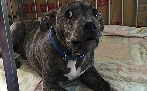 比特犬咬傷女模愛犬！動保處祭重罰 飼主面臨8.6萬罰鍰