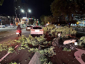 台中路樹不敵強風倒塌!女騎士遭砸傷 網驚:根本颱風等級